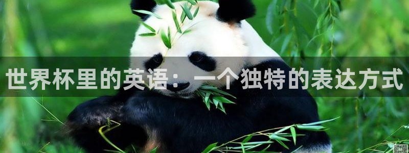 世界杯欧洲区预选赛：世界杯里的英语：一个独特的表达方式