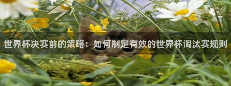 世界杯比赛直播：世界杯决赛前的策略：如何制定有效的世界杯淘汰赛规则